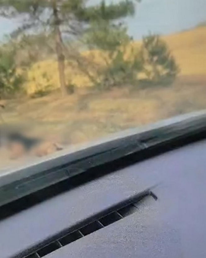 72-latek ciągnął psa za motorowerem. Zwierzę nie przeżyło