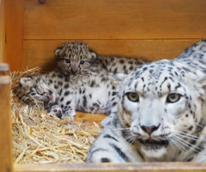 Ale słodziaki! W warszawskim ZOO urodziły się trzy irbisy śnieżne. Są już imiona