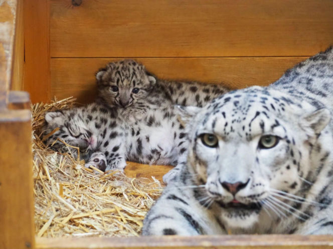 Ale słodziaki! W warszawskim ZOO urodziły się trzy irbisy śnieżne. Są już imiona
