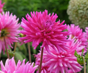 Dalia 'Purple Gem'