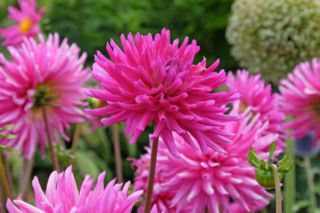 Dalia 'Purple Gem'