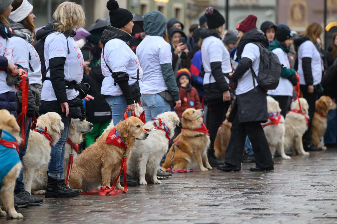 Poznań. Pokaz wyszkolenia psów z grupy „Golden Retriever WOŚP w Poznaniu” podczas 33. Finału Wielkiej Orkiestry Świątecznej Pomocy
