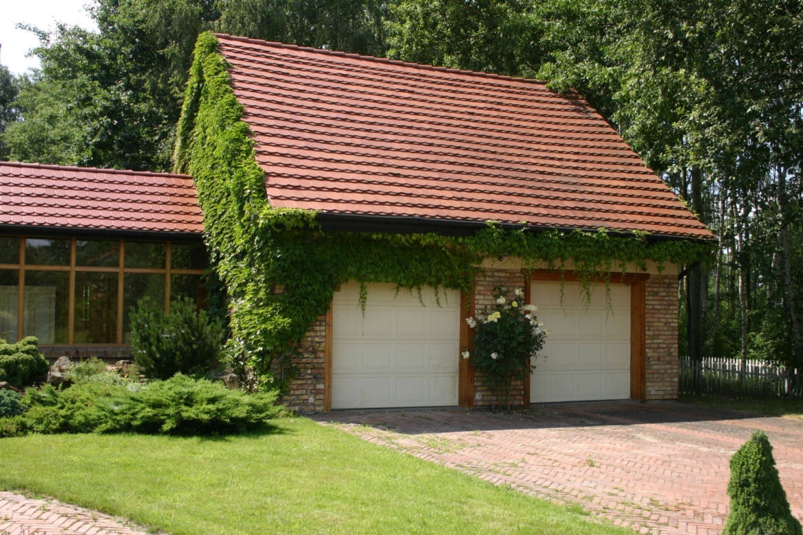 Pnącza na ściany