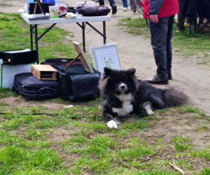 Pchli targ na Pogodnie