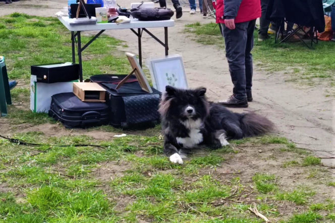 Pchli targ na Pogodnie