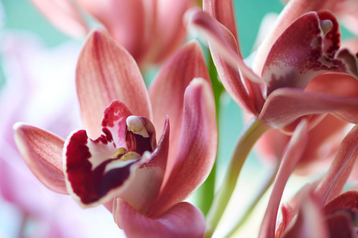 Storczyk Cymbidium (Cymbidium)