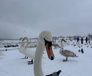 Bałtyk zimową porą, uchwycony w kadrach