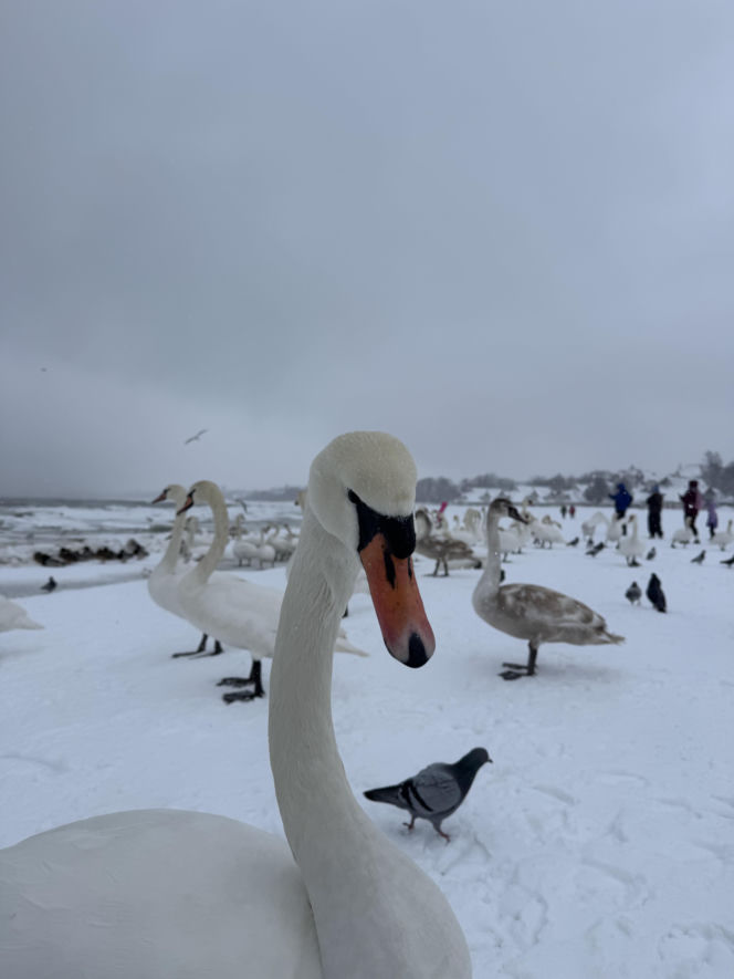 Bałtyk zimową porą, uchwycony w kadrach