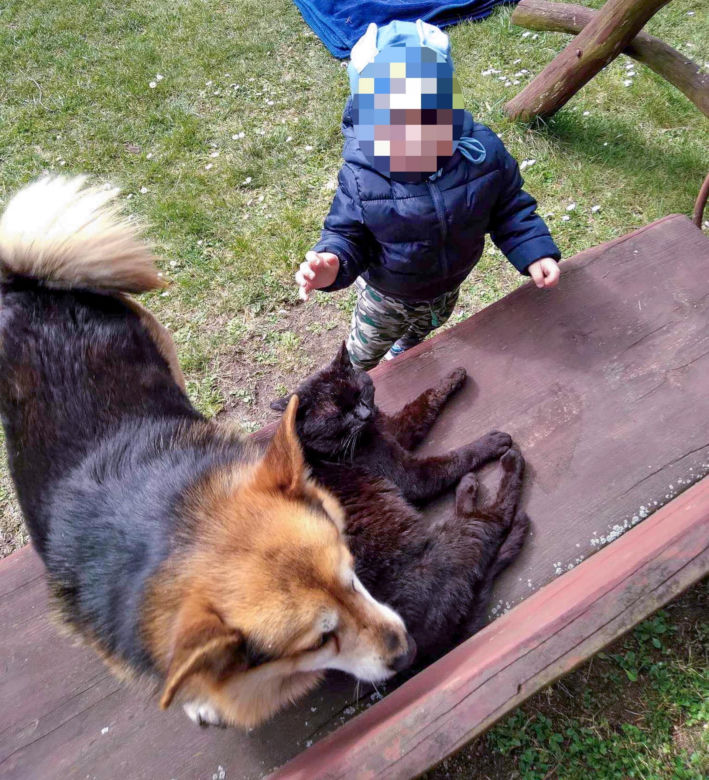  Wilki rozszarpały dwa psy na oczach malutkiego Stasia! Mieszkańcy przerażeni
