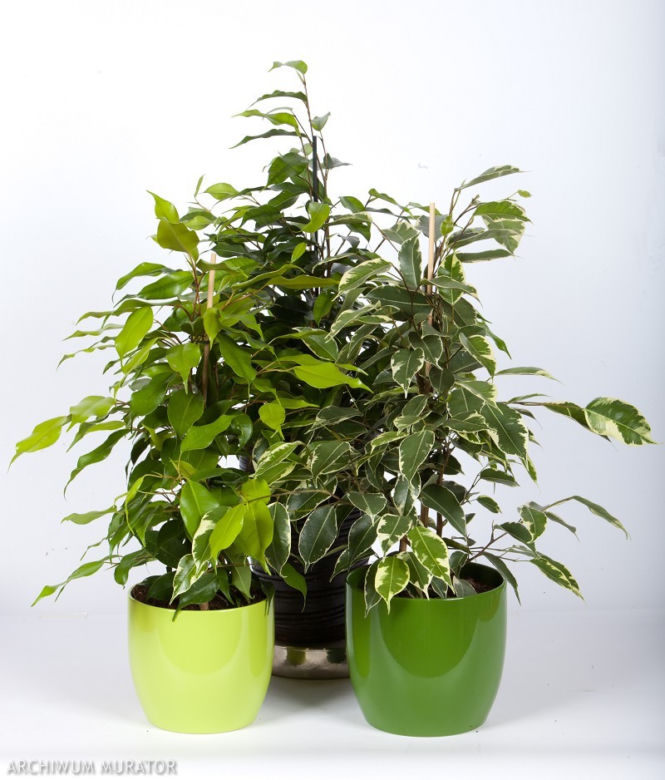 Figowiec benjamina