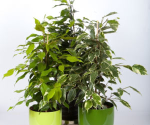 Figowiec benjamina