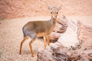 Maleńka antylopa podbija Wrocław! Urocze stworzenie ma oczy jak pięciozłotówki