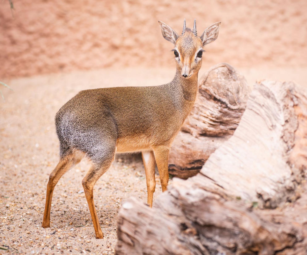 Maleńka antylopa podbija Wrocław! Poznaj Knedlika