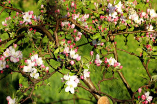 Mammobusy w trasie. Gdzie wykonać badanie?