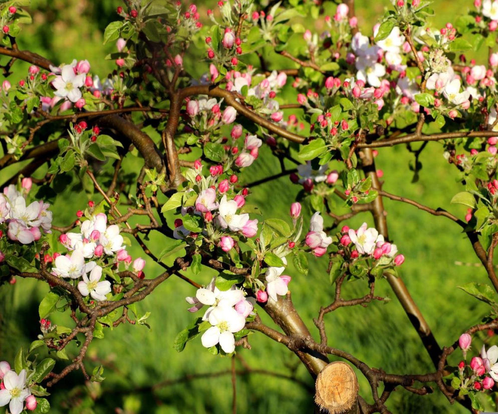Mammobusy w trasie. Gdzie wykonać badanie?