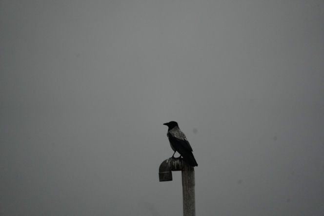 Czarny deszcz spadł w Iranie! "Słońce zniknęło"