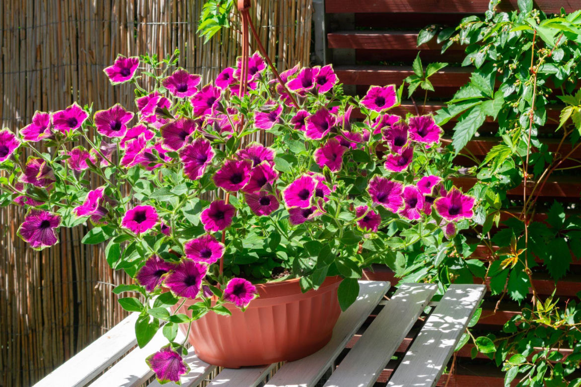 Supertunia