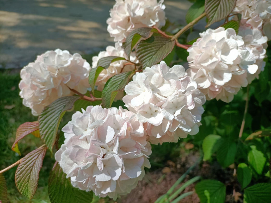 Arboretum Kórnickie - raj dla miłośników pięknych roślin