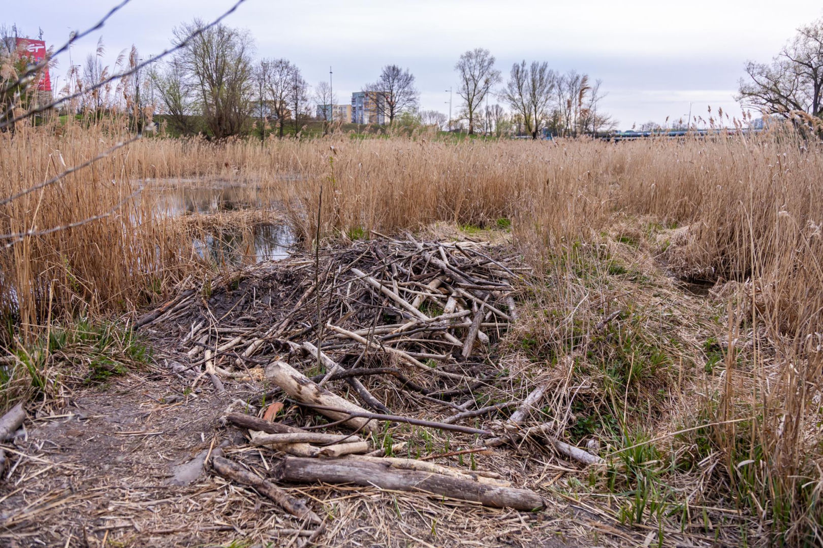 Bobrowe tamy na Potoku Służewieckim w Warszawie