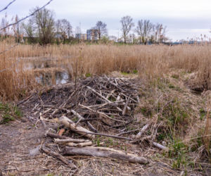 Bobrowe tamy na Potoku Służewieckim w Warszawie