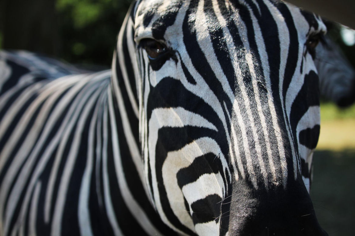 Zebra