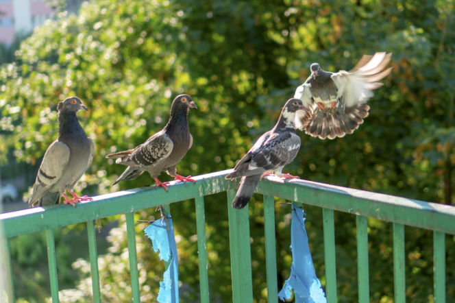 Wpuść 10 kropli i umyj balkon. Gołębie będą omijać go szerokim łukiem, a Ty spokojnie wypijesz kawkę na świeżym powietrzu. Sposób na odstraszenie gołębi z balonu