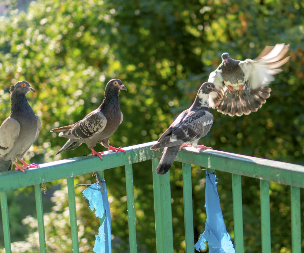 Sposób na odstraszenie gołębi z balkonu