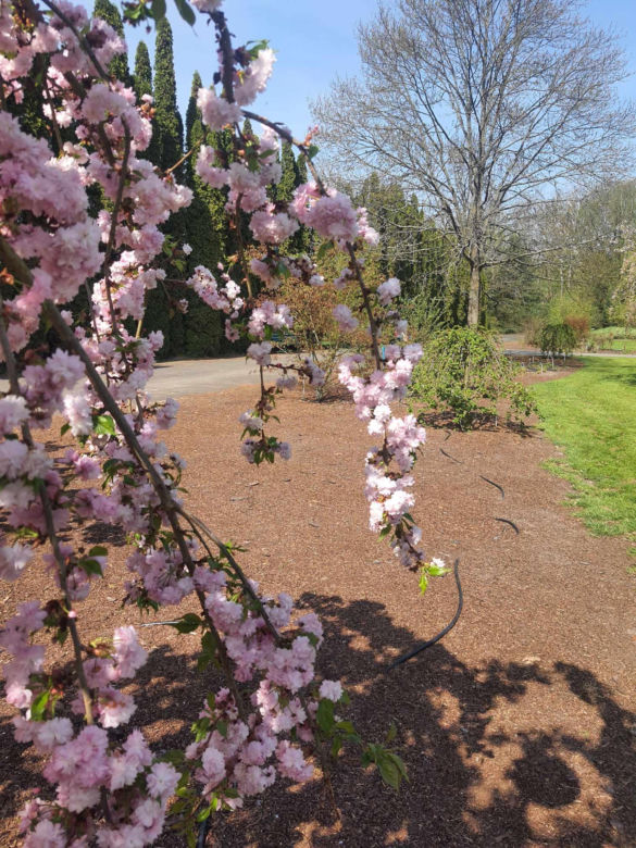 Kwitnące wiśnie i magnolie w Ogrodzie Botanicznym w Powsinie