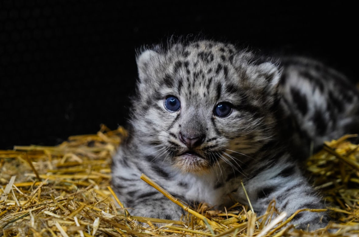 Spójrzcie na te słodkie oczka! Młode pantery śnieżne przyszły na świat w ZOO Wrocław