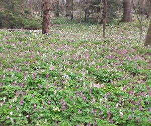 Wiosna budzi się w Arboretum w Bolestraszycach
