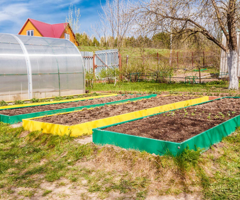 Rozsadnik w ogrodzie