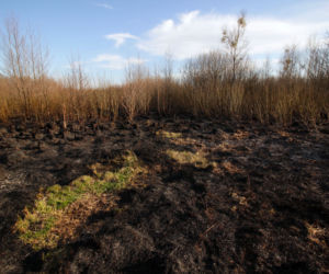 Biebrzański Park Narodowy UGASZONY. Zobacz, jakie zniszczenia spowodował ogień