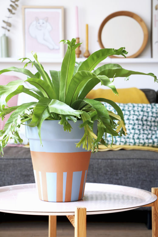 Asplenium