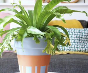 Asplenium