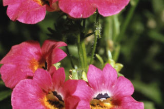 Nemezja powabna - Nemesia strumosa