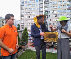 Pszczoły z Chorzowa. Około 100 tys. sztuk w samym centrum miasta