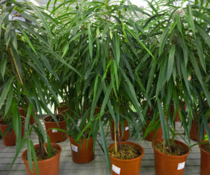 Figowiec wierzbolistny 'Alii'