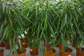 Figowiec wierzbolistny 'Alii'