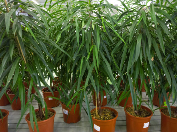 Figowiec wierzbolistny 'Alii'