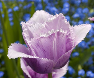 Tulipany strzępiaste