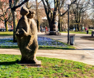 Cebulice kwitną w Szczecinie