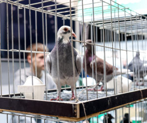 Katowice stolicą gołębiarstwa. Za nami 17. edycja EXPOGołębie. To największa tego typu impreza w Europie