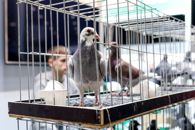 Katowice stolicą gołębiarstwa. Za nami 17. edycja EXPOGołębie. To największa tego typu impreza w Europie