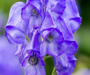 Tojad Carmichaela 'Arendsii' 