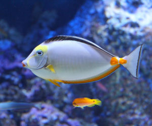 Oceanarium