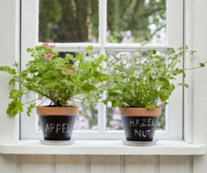 Pachnące pelargonie