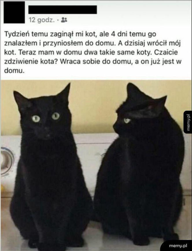 Koty opanowały internet!