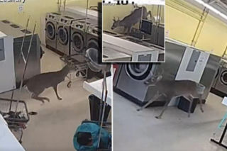 Jeleń staranował kobietę i wskoczył do pralni! Szokujące wideo