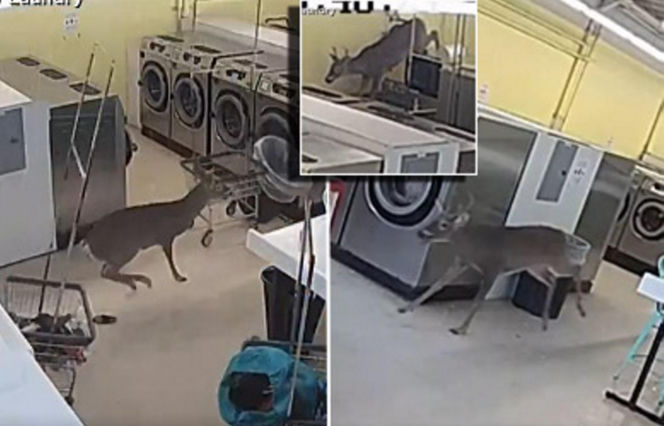 Jeleń staranował kobietę i wskoczył do pralni! Szokujące wideo