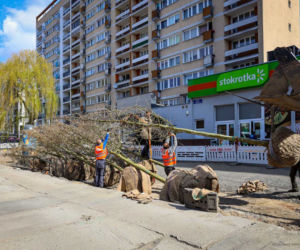 Nowe drzewa na alei Wojska Polskiego